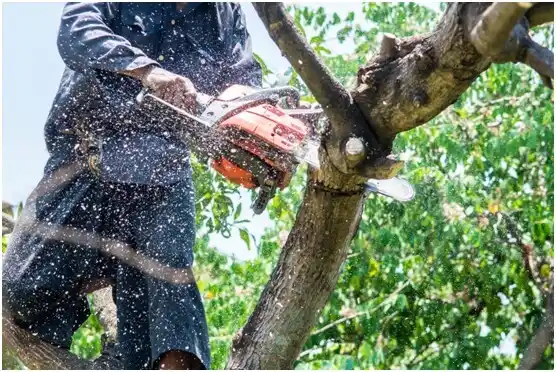 tree services Hayfield